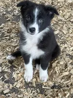 Sadie #2 small girl, a female Australian Shepherd and Border Collie for sale in Punta Gorda, FL – 1 of 9