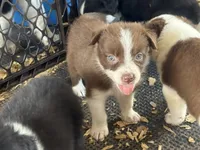 Sadie #5 mini red female, a female Australian Shepherd and Border Collie for sale in Punta Gorda, FL – 4 of 6