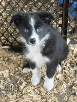 Sadie #2 small girl, a female Australian Shepherd and Border Collie for sale in Punta Gorda, FL – 3 of 9