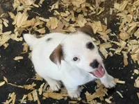 NKC REG Meena #5 girl, a male Jack Russell Terrier for sale in Punta Gorda, FL – 5 of 5