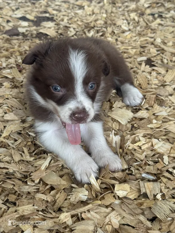 Sadie #5 mini red female – Australian Shepherd, Border Collie puppy on hold in Punta Gorda, FL