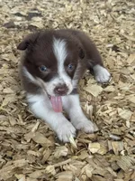 Sadie #5 mini red female, a female Australian Shepherd and Border Collie for sale in Punta Gorda, FL – 1 of 6