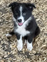 Sadie #2 small girl, a female Australian Shepherd and Border Collie for sale in Punta Gorda, FL – 5 of 9