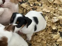 NKC REG Meena #2 blk tri, a male Jack Russell Terrier for sale in Punta Gorda, FL – 2 of 3