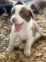 Sadie # 6 , a male Australian Shepherd and Border Collie for sale in Punta Gorda, FL – 2 of 5