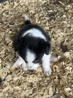 Sadie #3, a female Australian Shepherd and Border Collie for sale in Punta Gorda, FL – 2 of 6