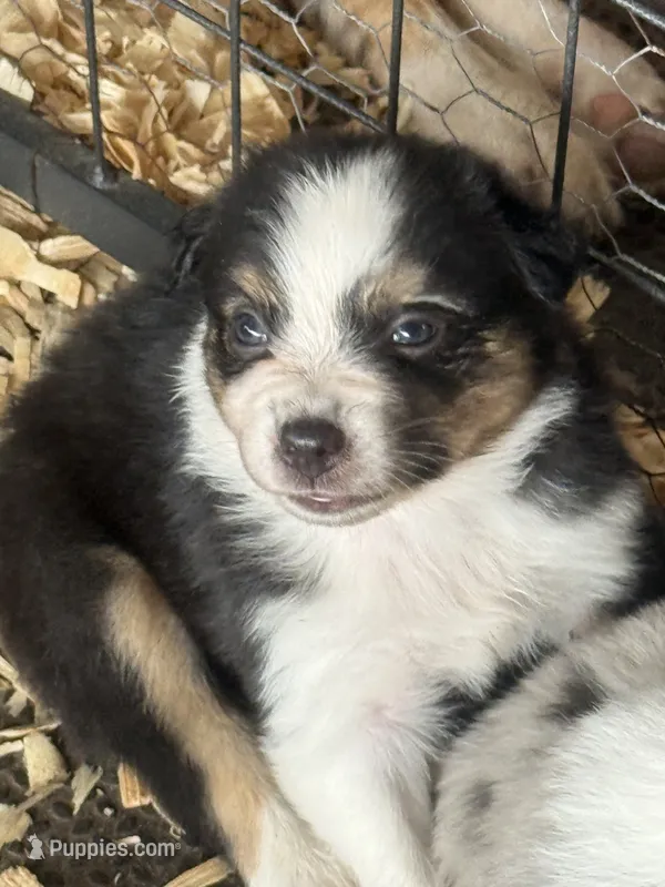 Cypress Female #4 – Australian Shepherd puppy for sale in Punta Gorda, FL