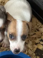 NKC REG Meena #3 Ben split face, a male Jack Russell Terrier for sale in Punta Gorda, FL – 4 of 6