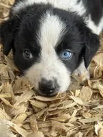 Sadie #1 , a female Australian Shepherd and Border Collie for sale in Punta Gorda, FL – 5 of 7