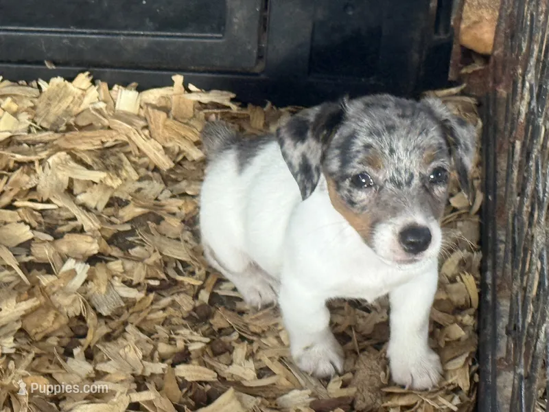 Heifer Merle female #3 – Jack Russell Terrier puppy for sale in Punta Gorda, FL