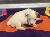 Ice Female #4, a female Jack Russell Terrier for sale in Punta Gorda, FL – Photo 2 of 2