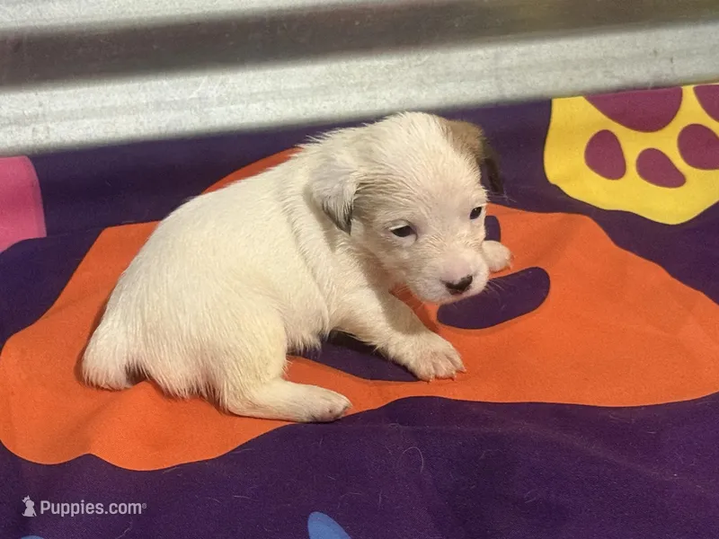 Ice Female #4, a female Jack Russell Terrier for sale in Punta Gorda, FL – Photo 1 of 2