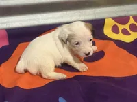Ice Female #4, a female Jack Russell Terrier for sale in Punta Gorda, FL – Photo 1 of 2