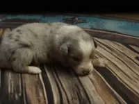Cypress male #3, a male Australian Shepherd for sale in Punta Gorda, FL – 8 of 10