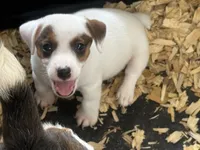 NKC REG Meena #4 Brn spotted, a male Jack Russell Terrier for sale in Punta Gorda, FL – 4 of 5
