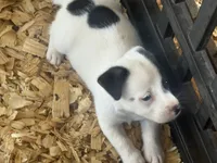 River male #4, a male Jack Russell Terrier for sale in Punta Gorda, FL – 4 of 4