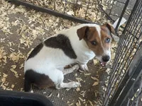 Boone, a male Jack Russell Terrier for sale in Punta Gorda, FL – 5 of 6