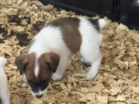 River male brown#5, a male Jack Russell Terrier for sale in Punta Gorda, FL – 2 of 3