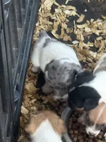 River Merle female #3, a female Jack Russell Terrier for sale in Punta Gorda, FL – 6 of 6