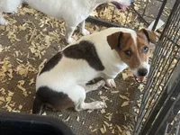 Boone, a male Jack Russell Terrier for sale in Punta Gorda, FL – 6 of 6