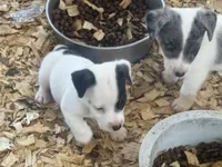 River male #4, a male Jack Russell Terrier for sale in Punta Gorda, FL – 3 of 4