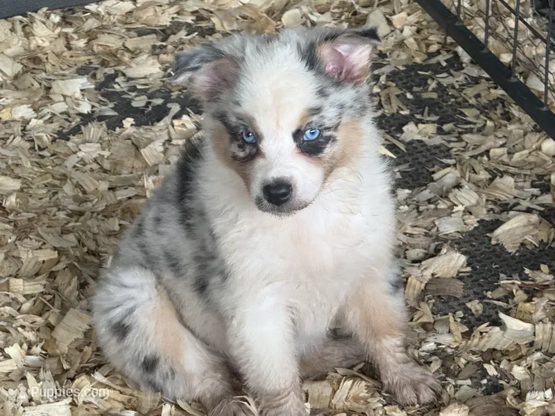 Cypress female #6 – Australian Shepherd puppy for sale in Punta Gorda, FL