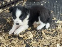 Sadie #3, a female Australian Shepherd and Border Collie for sale in Punta Gorda, FL – 3 of 6