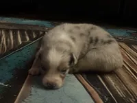 Cypress male #3, a male Australian Shepherd for sale in Punta Gorda, FL – 10 of 10