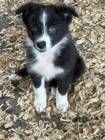 Sadie #2 small girl, a female Australian Shepherd and Border Collie for sale in Punta Gorda, FL – 9 of 9