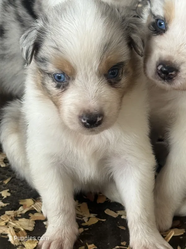 Cypress male #2 – Australian Shepherd puppy for sale in Punta Gorda, FL