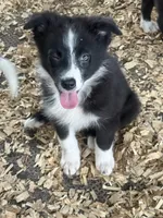 Sadie #2 small girl, a female Australian Shepherd and Border Collie for sale in Punta Gorda, FL – 8 of 9