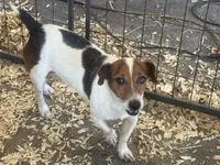 Boone, a male Jack Russell Terrier for sale in Punta Gorda, FL – 3 of 6