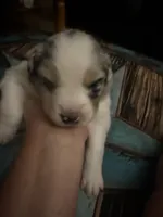 Cypress Female #5, a female Australian Shepherd for sale in Punta Gorda, FL – 5 of 8