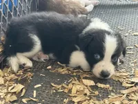 Sadie #8  split color eyes male , a male Australian Shepherd and Border Collie for sale in Punta Gorda, FL – 3 of 6