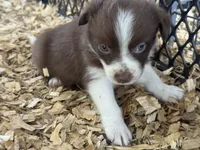 Sadie #5 mini red female, a female Australian Shepherd and Border Collie for sale in Punta Gorda, FL – 5 of 6
