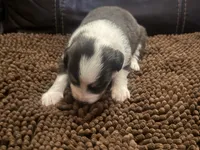 Cypress Female #1, a female Australian Shepherd for sale in Punta Gorda, FL – 2 of 4