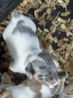 River Merle female #3, a female Jack Russell Terrier for sale in Punta Gorda, FL – 3 of 6