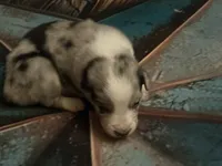 Cypress Male #1, a male Australian Shepherd for sale in Punta Gorda, FL – 2 of 7