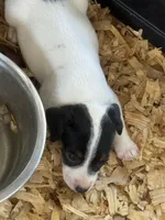 River female #3 , a female Jack Russell Terrier for sale in Punta Gorda, FL – 4 of 4