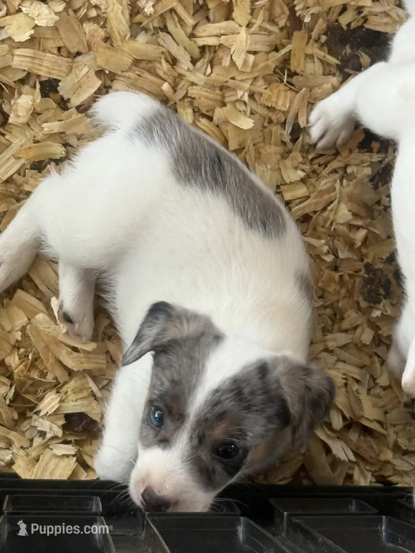 River male Merle #1 – Parson Russell Terrier puppy for sale in Punta Gorda, FL