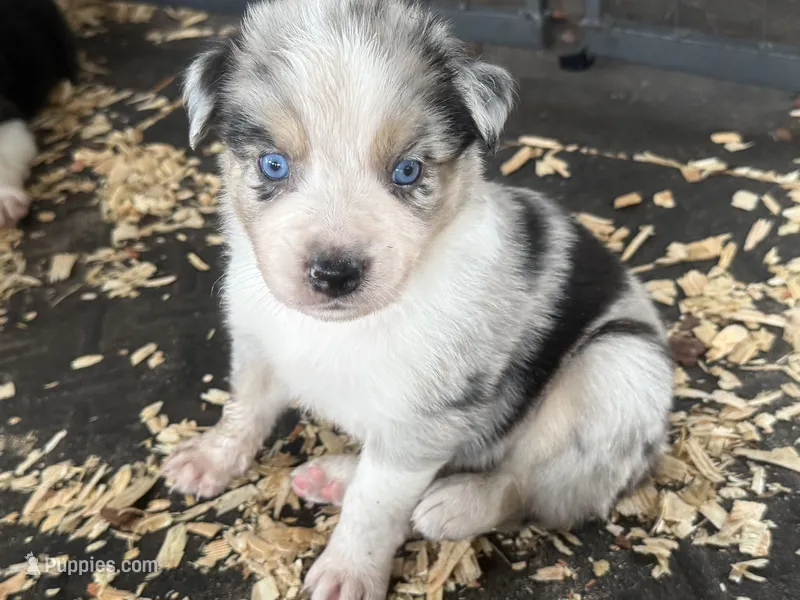 Cypress Male #1 – Australian Shepherd puppy for sale in Punta Gorda, FL
