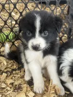 Sadie #4 , a female Australian Shepherd and Border Collie for sale in Punta Gorda, FL – 3 of 5