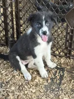 Sadie #4 , a female Australian Shepherd and Border Collie for sale in Punta Gorda, FL – 2 of 10