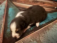 Cypress Female #4, a female Australian Shepherd for sale in Punta Gorda, FL – 3 of 6