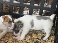 River male Merle #1, a male Parson Russell Terrier for sale in Punta Gorda, FL – 2 of 4