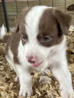 Sadie # 6 , a male Australian Shepherd and Border Collie for sale in Punta Gorda, FL – 3 of 5