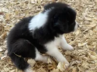 Sadie #4 , a female Australian Shepherd and Border Collie for sale in Punta Gorda, FL – 2 of 5