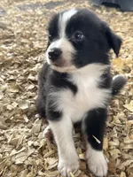 Sadie #7 mini male, a male Australian Shepherd and Border Collie for sale in Punta Gorda, FL – 3 of 8