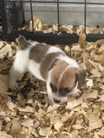 River mini brown female #1, a female Jack Russell Terrier for sale in Punta Gorda, FL – 3 of 5
