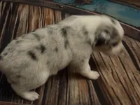 Cypress Female #5, a female Australian Shepherd for sale in Punta Gorda, FL – 6 of 8